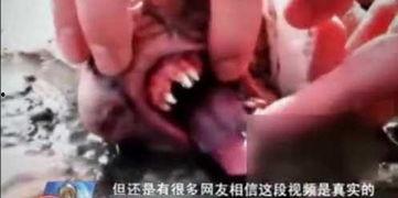 恐怖生物视频,惊悚视频背后的真实故事
