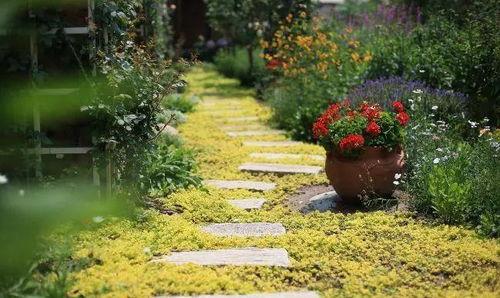 视频花园,探索视觉艺术的无限魅力