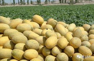 乐东今日哈密瓜价格,新鲜上市，实惠抢购！