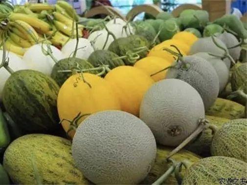 乐东今日哈密瓜价格,新鲜上市，实惠抢购！