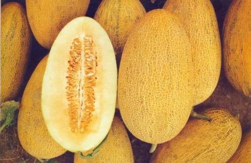 乐东今日哈密瓜价格,新鲜上市，实惠抢购！