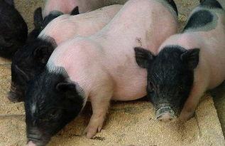 香猪视频,揭秘可爱小猪的日常生活