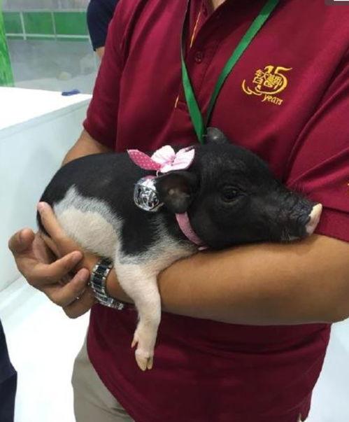 香猪视频,揭秘可爱小猪的日常生活