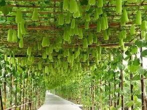 今日2k吊瓜价格,今日行情一览”