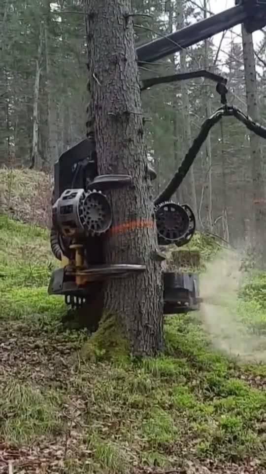伐木机视频,科技助力林业发展
