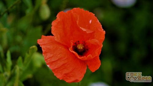 虞美人视频,穿越时空的绝美爱情传奇