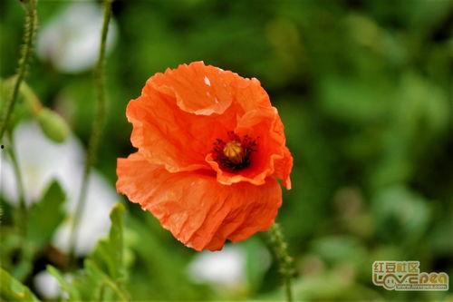 虞美人视频,穿越时空的绝美爱情传奇