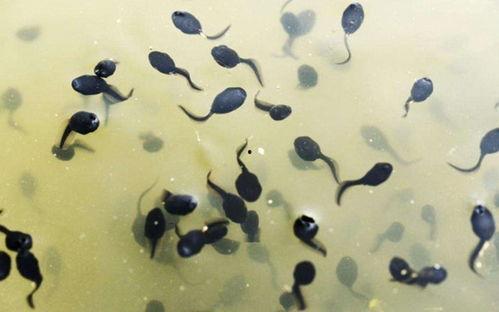 蝌蚪的视频,跟随视频见证蜕变之旅