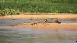 鳄鱼打架视频,一场水下生死搏斗的惊心动魄