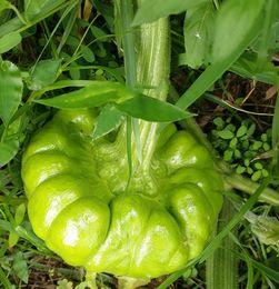 昆明今日姜柄瓜批发价格,行情稳定，小幅波动