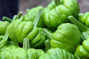 昆明今日姜柄瓜批发价格,行情稳定，小幅波动