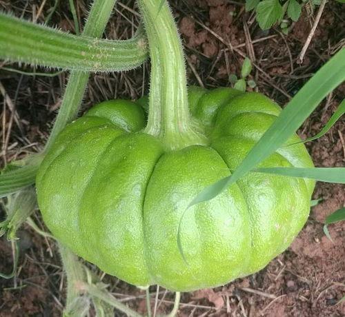 昆明今日姜柄瓜批发价格,行情稳定，小幅波动