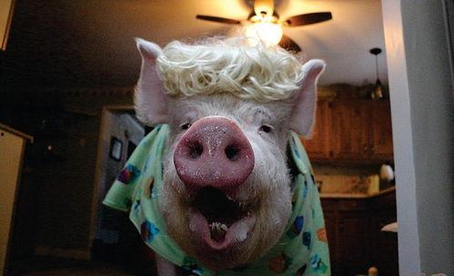 肥猪视频,揭秘猪只养殖的奥秘与挑战