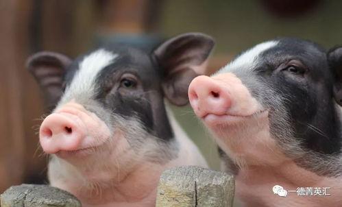 肥猪视频,揭秘猪只养殖的奥秘与挑战