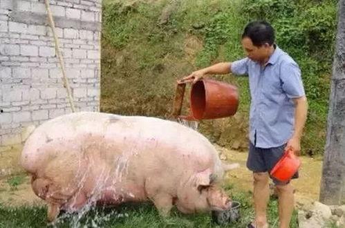 肥猪视频,揭秘猪只养殖的奥秘与挑战