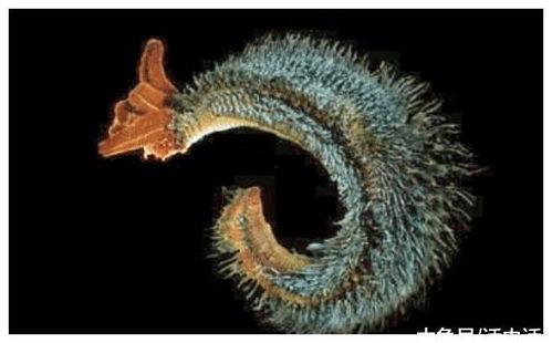 蠕虫视频,揭秘网络病毒传播的暗黑世界