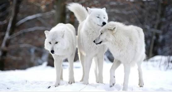 北极狼视频,冰原霸主的生活轨迹