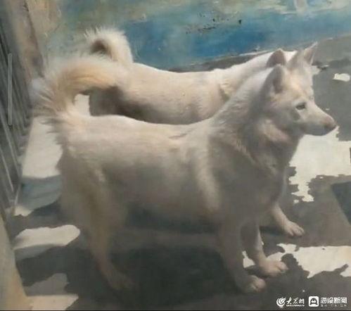 北极狼视频,冰原霸主的生活轨迹