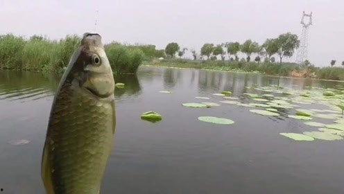 野钓视频,跟随镜头探寻自然水域的垂钓魅力