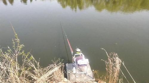 钓鱼野钓视频,跟随视频探寻钓鱼乐趣与技巧