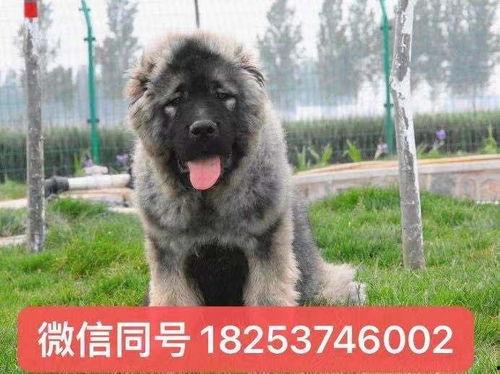 高加索犬视频,高加索犬的英勇瞬间