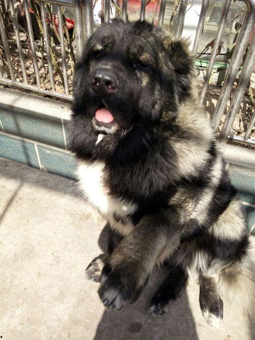 高加索犬视频,高加索犬的英勇瞬间