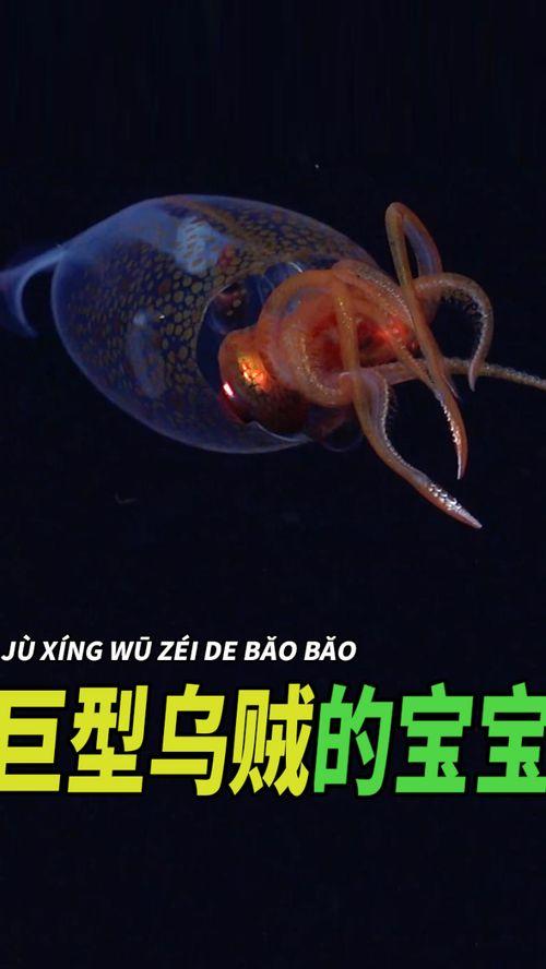 乌贼视频大全,探秘海洋中的神秘生物
