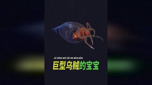 乌贼视频大全,探秘海洋中的神秘生物