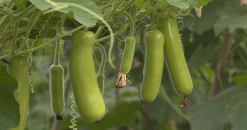 江西今日瓜菜价格行情,涨跌互现，市民菜篮子受影响