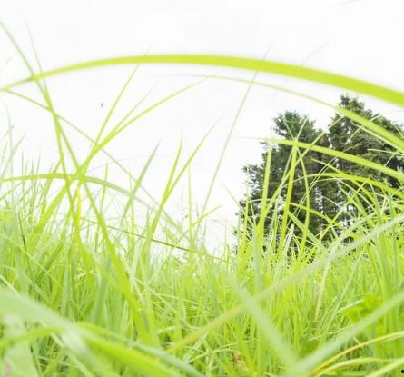 免费青草视频,畅享绿色视觉盛宴