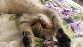 兔子打架视频,一场激烈打斗的视觉盛宴