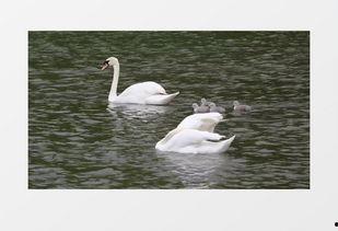 白鹅的视频,憨态可掬，萌化人心