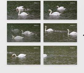 白鹅的视频,憨态可掬，萌化人心