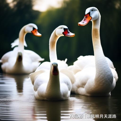 白鹅的视频,憨态可掬，萌化人心