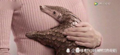 穿山甲视频,神秘生物的生存挑战与保护之路