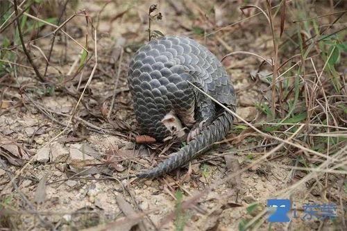 穿山甲视频,神秘生物的生存挑战与保护之路