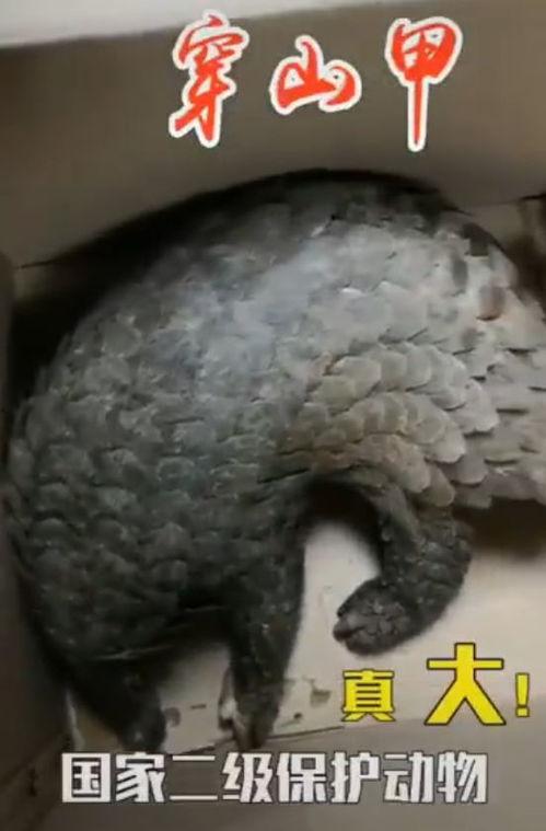 穿山甲视频,神秘生物的生存挑战与保护之路