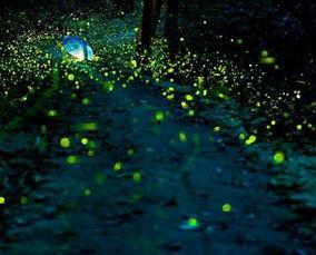 萤火虫视频,捕捉光影之美，探索生活瞬间