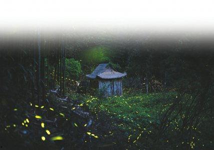 萤火虫视频,捕捉光影之美，探索生活瞬间