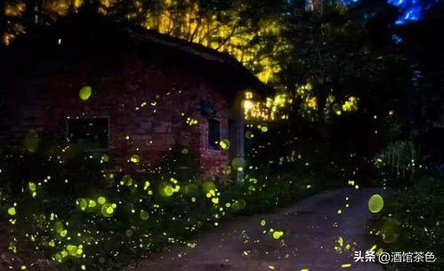萤火虫视频,捕捉光影之美，探索生活瞬间