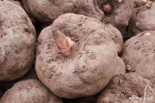 魔芋视频,揭秘神奇魔芋的神奇功效与食用方法