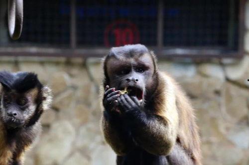 黑帽吃瓜,揭秘网络黑产背后的惊人内幕