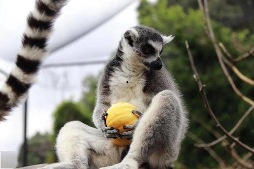 黑帽吃瓜,揭秘网络黑产背后的惊人内幕