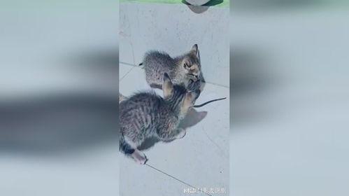 老鼠抓猫视频,一场惊心动魄的追逐战