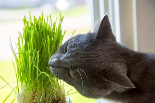 老鼠抓猫视频,一场惊心动魄的追逐战