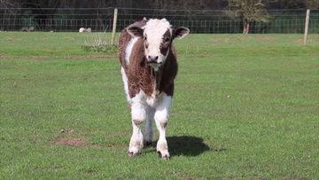 青青草原在线播放视频,青青草原在线视频精彩回顾