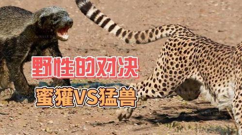 蜜獾大战狮子视频,一场惊心动魄的生死较量