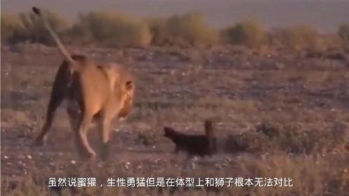 蜜獾大战狮子视频,一场惊心动魄的生死较量