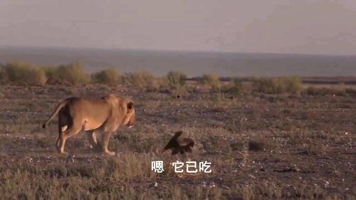 蜜獾大战狮子视频,一场惊心动魄的生死较量