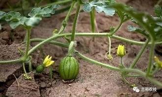 南充吃瓜爆料公司地址,地址曝光，带你一探究竟